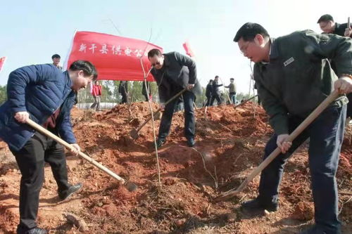 国网新干县供电公司 连续20年开展新春植树活动