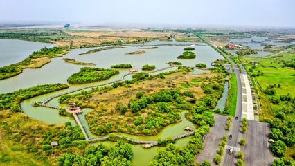 "齐"心"鲁"力|山东:黄河三角洲修复湿地近30万亩 生物多样性显著提升